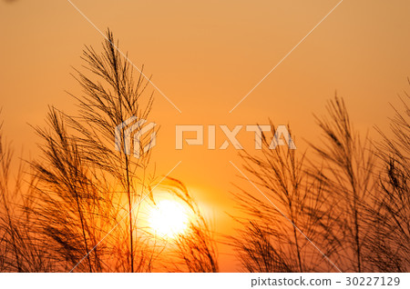 Silhouette of reeds grass,on the background Silhouette of reeds grass,on the background 30227129