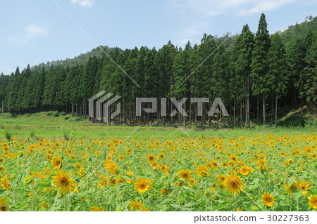 Tantooru flower park Sunflower field Tantooru flower park Sunflower field 30227363