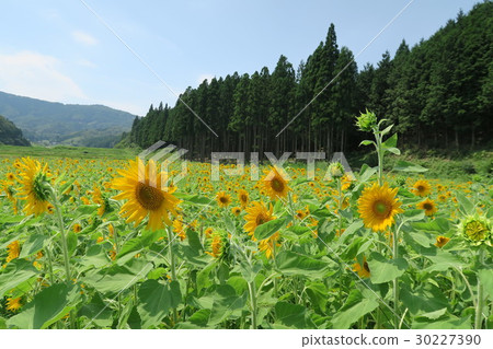 Tantooru花公園向日葵領域 30227390