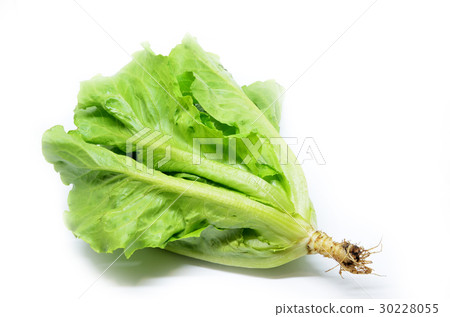 Green Chinese lettuce 30228055