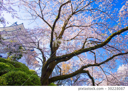 [Kanagawa] Odawara Castle, cherry blossom season 30228087