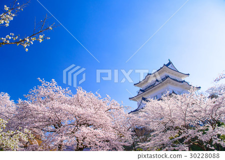 [Kanagawa] Odawara Castle, cherry blossom season 30228088