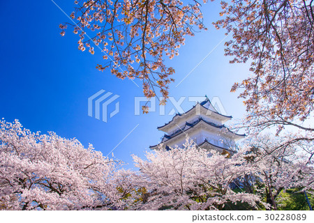 [Kanagawa] Odawara Castle, cherry blossom season 30228089