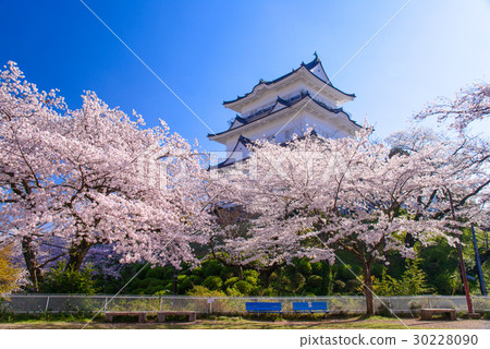 [Kanagawa] Odawara Castle, cherry blossom season 30228090