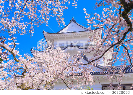[Kanagawa] Odawara Castle, cherry blossom season 30228093