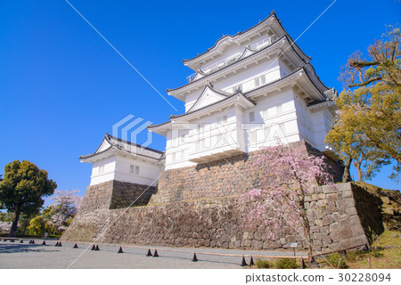 [神奈川縣]小田原城，櫻花季節 30228094