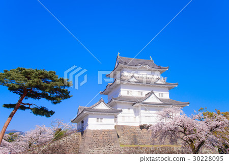 [Kanagawa] Odawara Castle, cherry blossom season 30228095