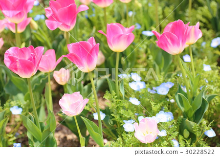 春天公園鬱金香花 春天公園鬱金香花 30228522