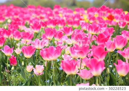 春天公園鬱金香花 春天公園鬱金香花 30228523