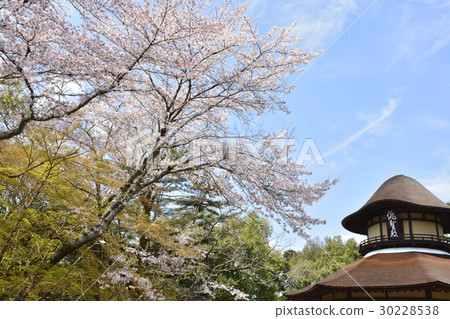 [三重縣伊賀上野]海誠傳和櫻花 30228538