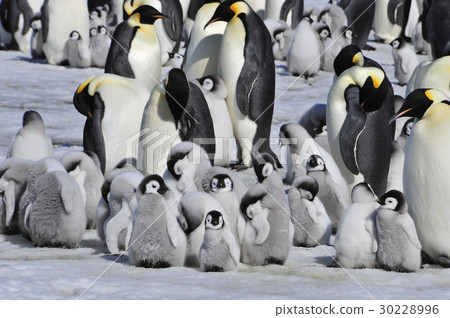 Emperor Penguins with chick 30228996