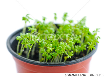 Fresh garden cress (LEPIDIUM SATIVUM) Fresh garden cress (LEPIDIUM SATIVUM) 30229446
