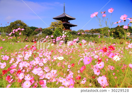 Cosmos flowers blooming at Lotus territory (Nara Ikaruga) 30229528