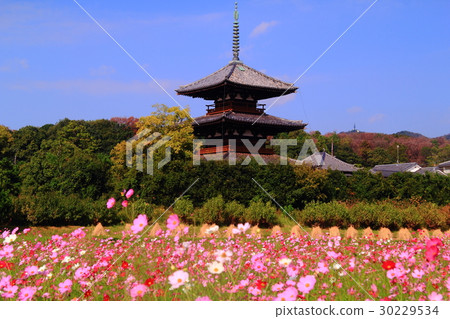 Cosmos flowers blooming at Lotus territory (Nara Ikaruga) Cosmos flowers blooming at Lotus territory (Nara Ikaruga) 30229534
