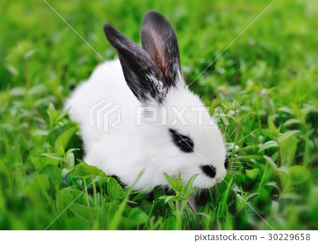 Baby white rabbit on grass 30229658