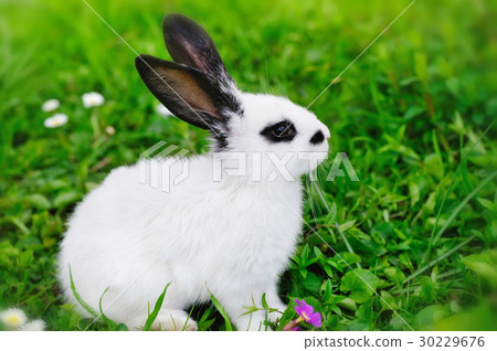Baby white rabbit on grass 30229676