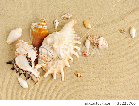 Sea shells on sandy beach Sea shells on sandy beach 30229706