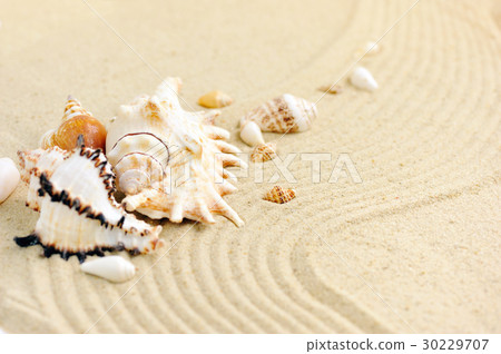 Sea shells on sandy beach Sea shells on sandy beach 30229707