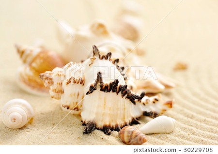 Sea shells on sandy beach Sea shells on sandy beach 30229708