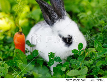 Funny baby white rabbit with a carrot on grass 30229965