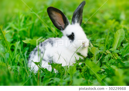 Baby white rabbit on grass Baby white rabbit on grass 30229988