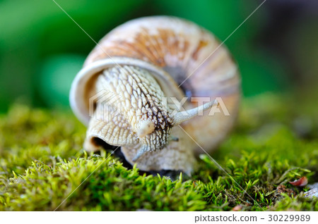 Snail crawling on the moss 30229989