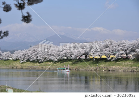 At first glance Senbonzakura full bloom scenery 2017 At first glance Senbonzakura full bloom scenery 2017 30230052