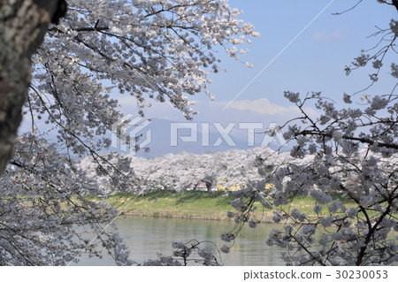 At first glance Senbonzakura full bloom scenery 2017 At first glance Senbonzakura full bloom scenery 2017 30230053