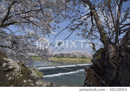 At first glance Senbonzakura full bloom scenery 2017 At first glance Senbonzakura full bloom scenery 2017 30230054