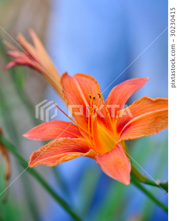 Hemerocallis - Beautiful daylily flowers blossom Hemerocallis - Beautiful daylily flowers blossom 30230415
