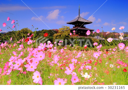 波斯菊花朵盛開在蓮花領域（奈良Ikaruga） 30231165