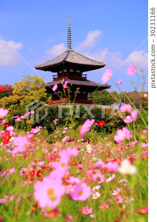 Cosmos flowers blooming at Lotus territory (Nara Ikaruga) Cosmos flowers blooming at Lotus territory (Nara Ikaruga) 30231166