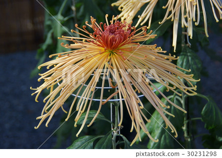 Capillary chrysanthemum flower language is "true love" 30231298
