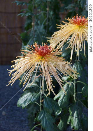 Capillary chrysanthemum flower language is "true love" 30231299