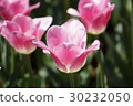 Tulip 30232050
