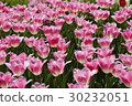 Tulip 30232051