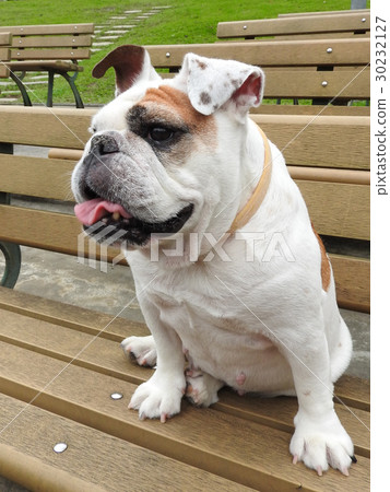 英國鬥牛犬坐在公園長椅上 30232127