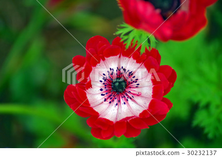 Anemones 30232137