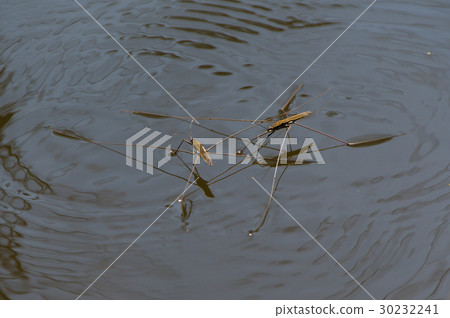 Ooh Mombo的草坪戰爭 30232241