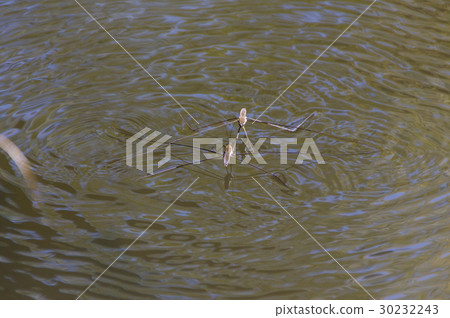 Ooh Mombo的草坪戰爭 30232243