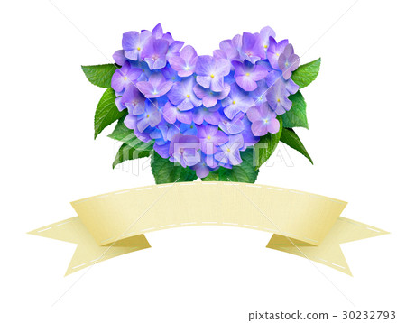 Heart shaped hydrangea and ribbon 30232793