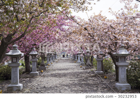 Cherry blossom tunnel 30232953