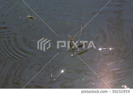 A battle over oolong female and female A battle over oolong female and female 30232959