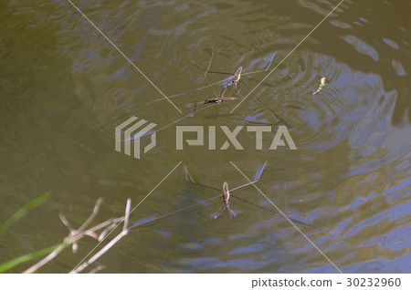 A battle over oolong female and female 30232960