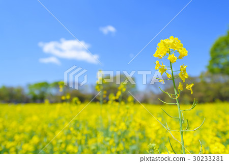 Rape blossoms Rape blossoms 30233281