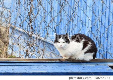 beautiful cat on a blue wooden background 30233285