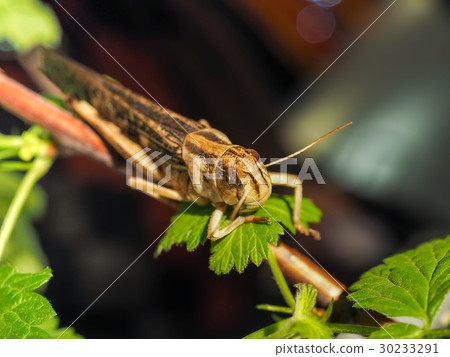 Beige black locust, on a green leaf, photographed Beige black locust, on a green leaf, photographed 30233291