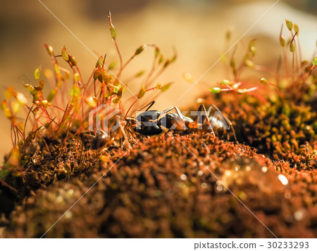Red and black Ant was fighting on the leaves, Ant Red and black Ant was fighting on the leaves, Ant 30233293
