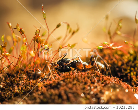Red and black Ant was fighting on the leaves, Ant Red and black Ant was fighting on the leaves, Ant 30233295