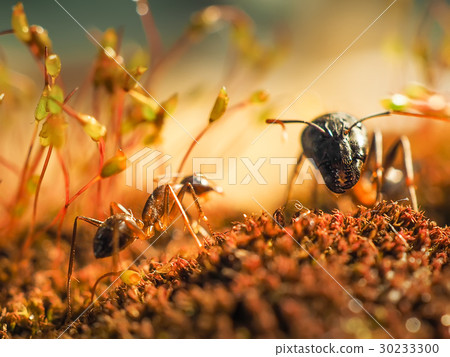 Red and black Ant was fighting on the leaves, Ant Red and black Ant was fighting on the leaves, Ant 30233300